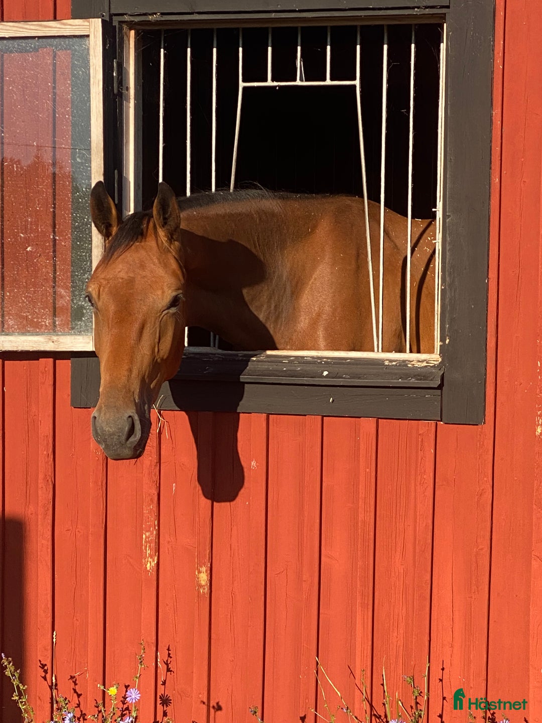 Hoppning hästar till salu: Toppavkomma säljes till seriös tävlingsryttare! i Köpingsvik - Annons 7