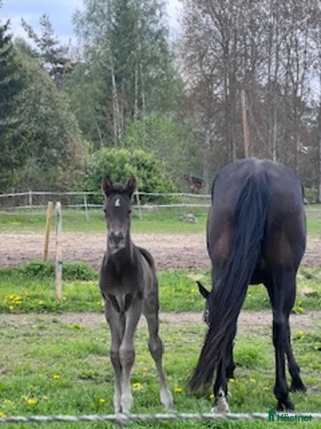 Dressyr hästar till salu: Högrest och snäll 1 åring.  - Annons 5