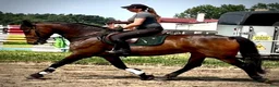 Allround hästar till salu: Top Quality and  Pleasant 8 yo mare-Salwinia  - Annons 1