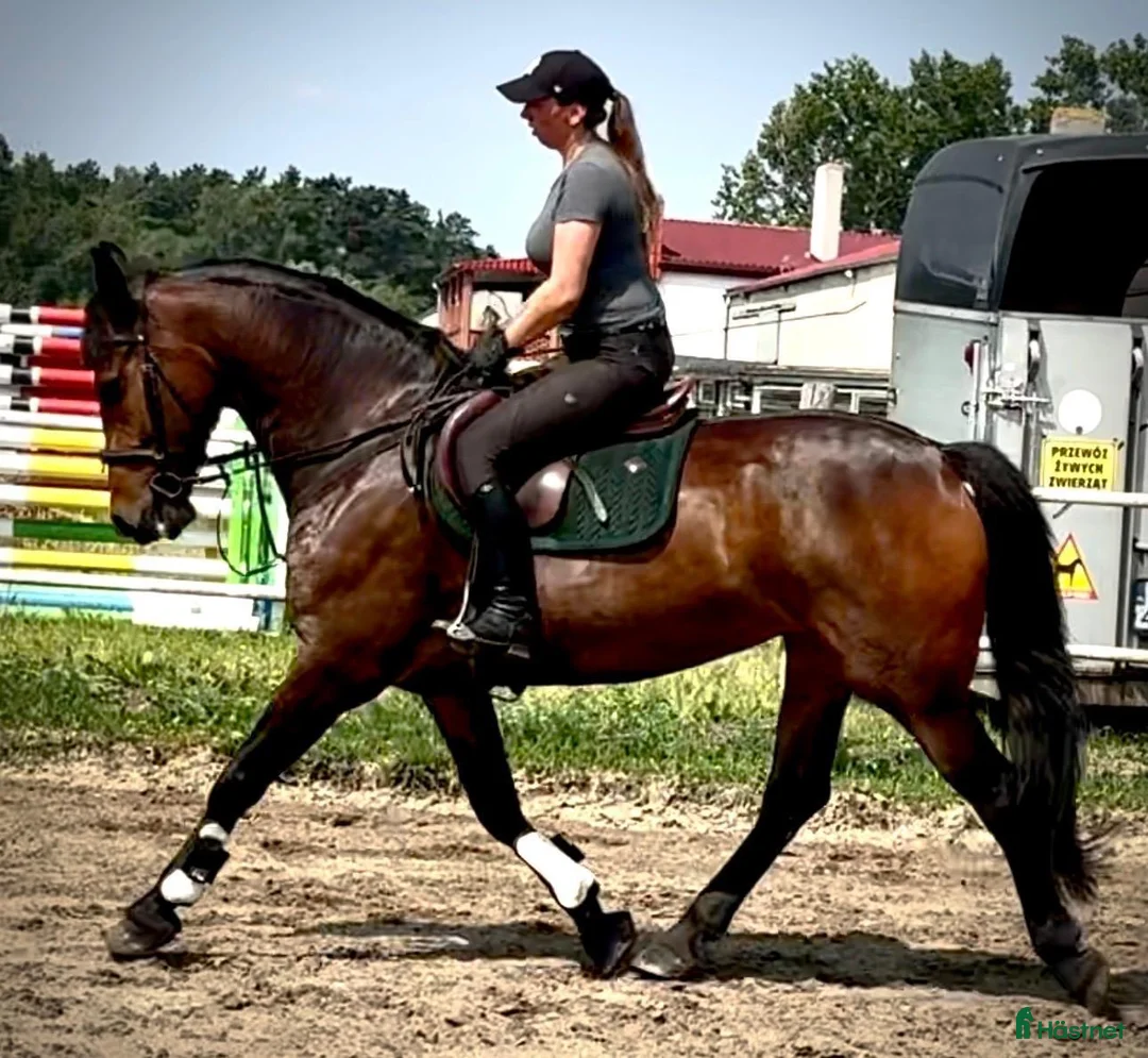 Allround hästar till salu: Top Quality and  Pleasant 8 yo mare-Salwinia  - Annons 1