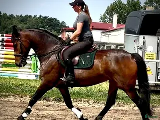 hästar Top Quality and Pleasant 8 yo mare-Salwinia - Annons 4