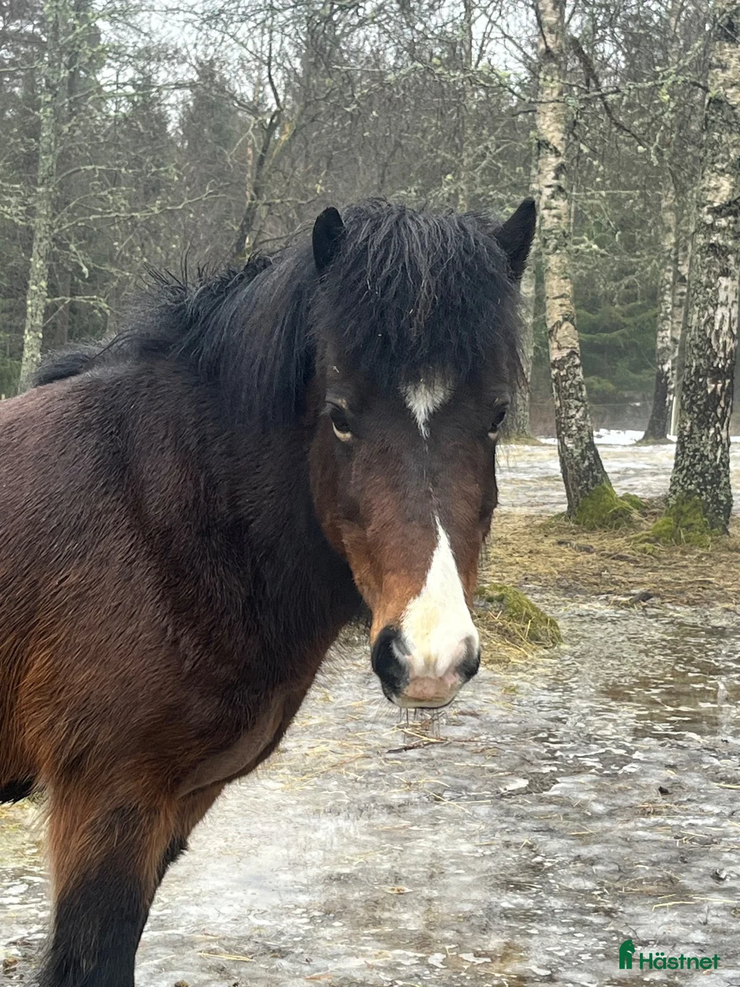 Island hästar till salu: Islandshäst 10 år - Annons 1