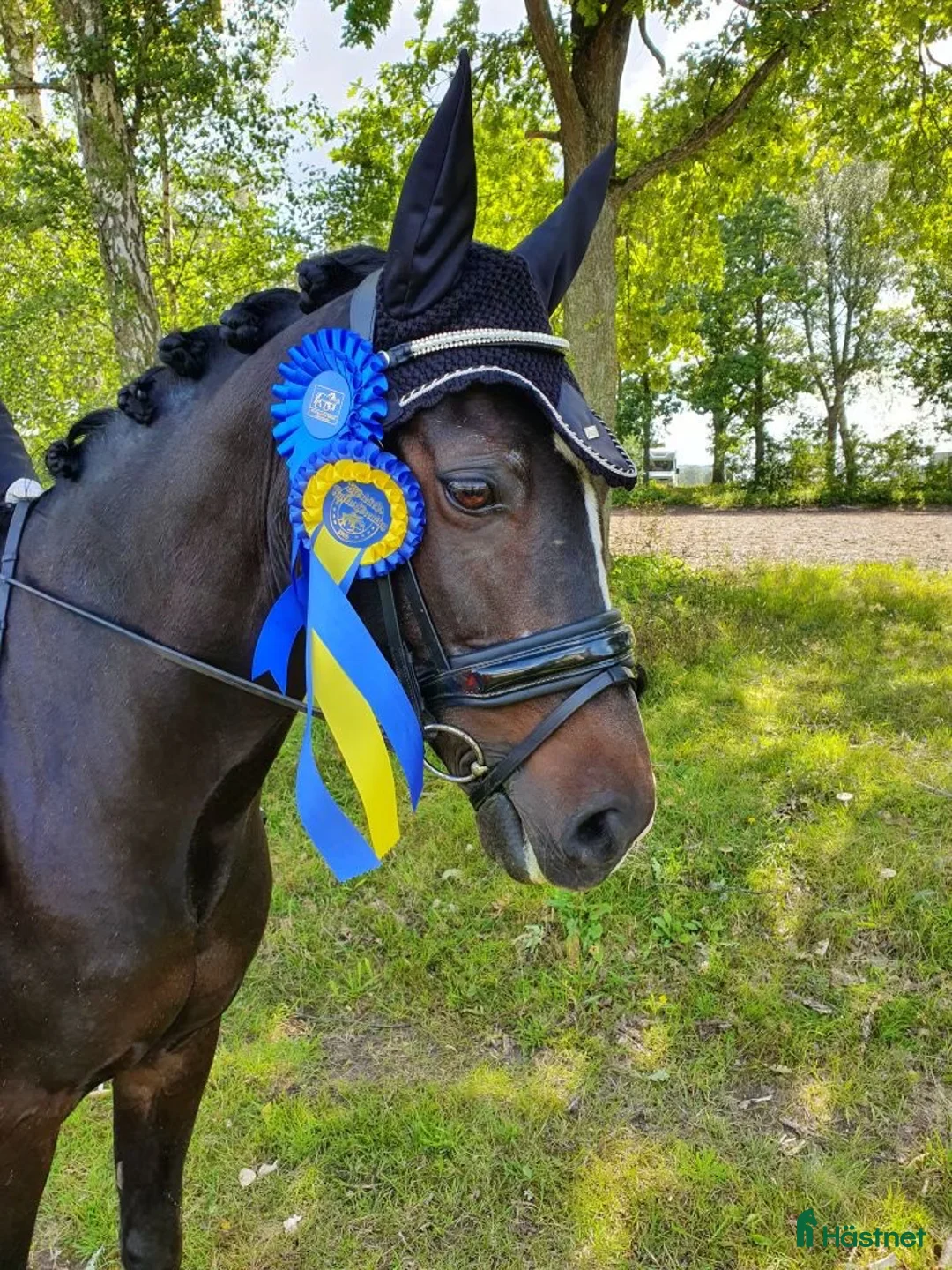 Allround hästar till salu: Fin läromästare, d- ponny  - Annons 2