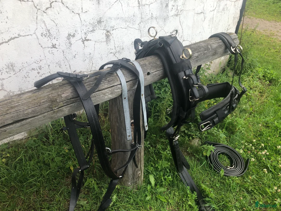 Körselar körning till salu: Fin Giggsele / Bröstsele i strl Full - Annons 4