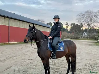 hästar Pigg och glad ponny i Dösjebro - Annons 11