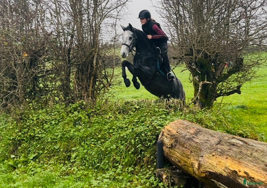 Allround hästar till salu: Selection of ponies i Ljungby - Annons 4