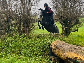 hästar Selection of ponies i Ljungby - Annons 17