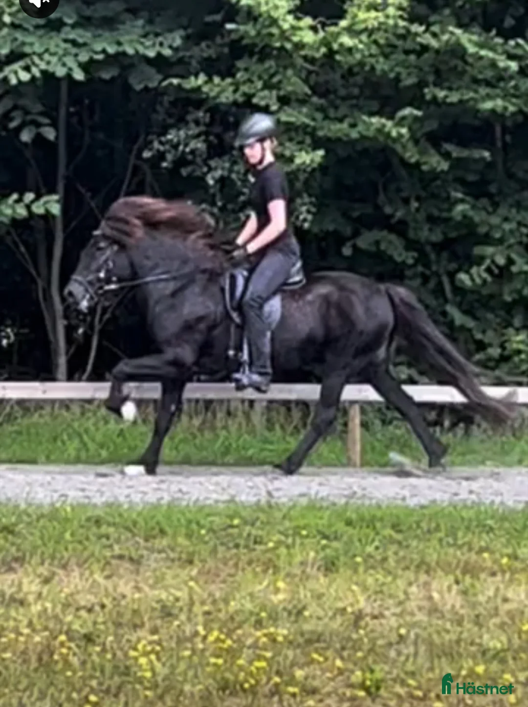 Island hästar till salu: Fina Sunna letar nytt  i Bromölla - Annons 3
