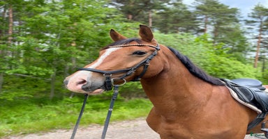  hästar i Vedum - Annons 4
