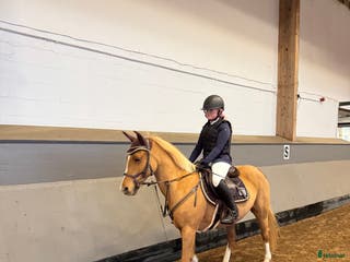 hästar Snäll & snygg c-ponny som gått de stora klasserna - Annons 9