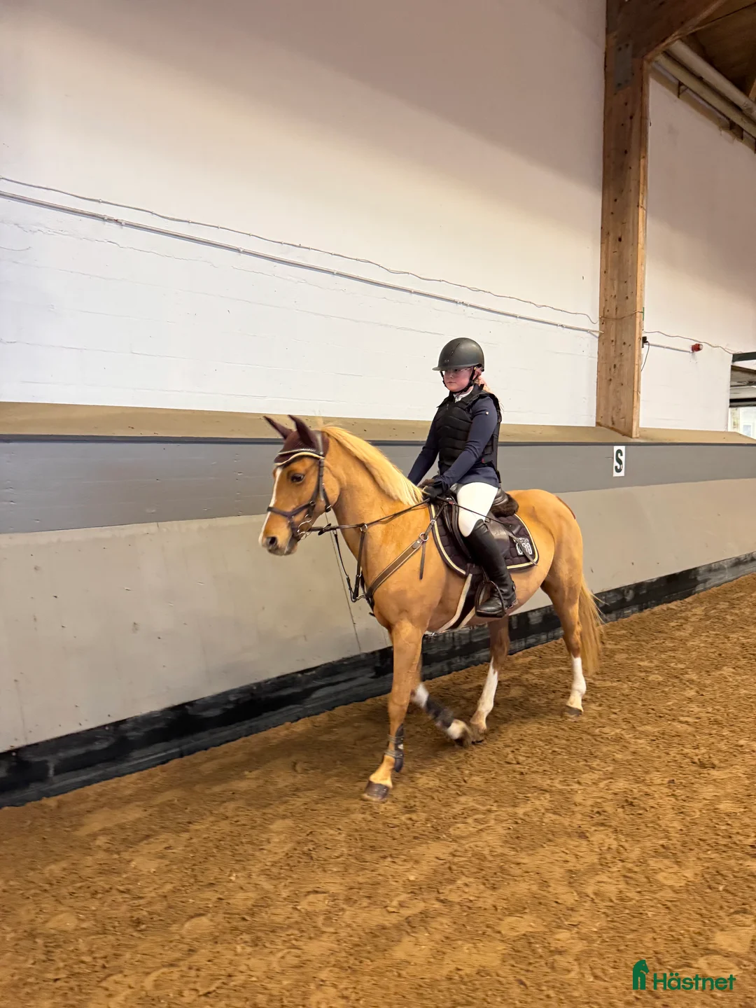 Hoppning hästar till salu: Snäll & snygg c-ponny som gått de stora klasserna - Annons 1