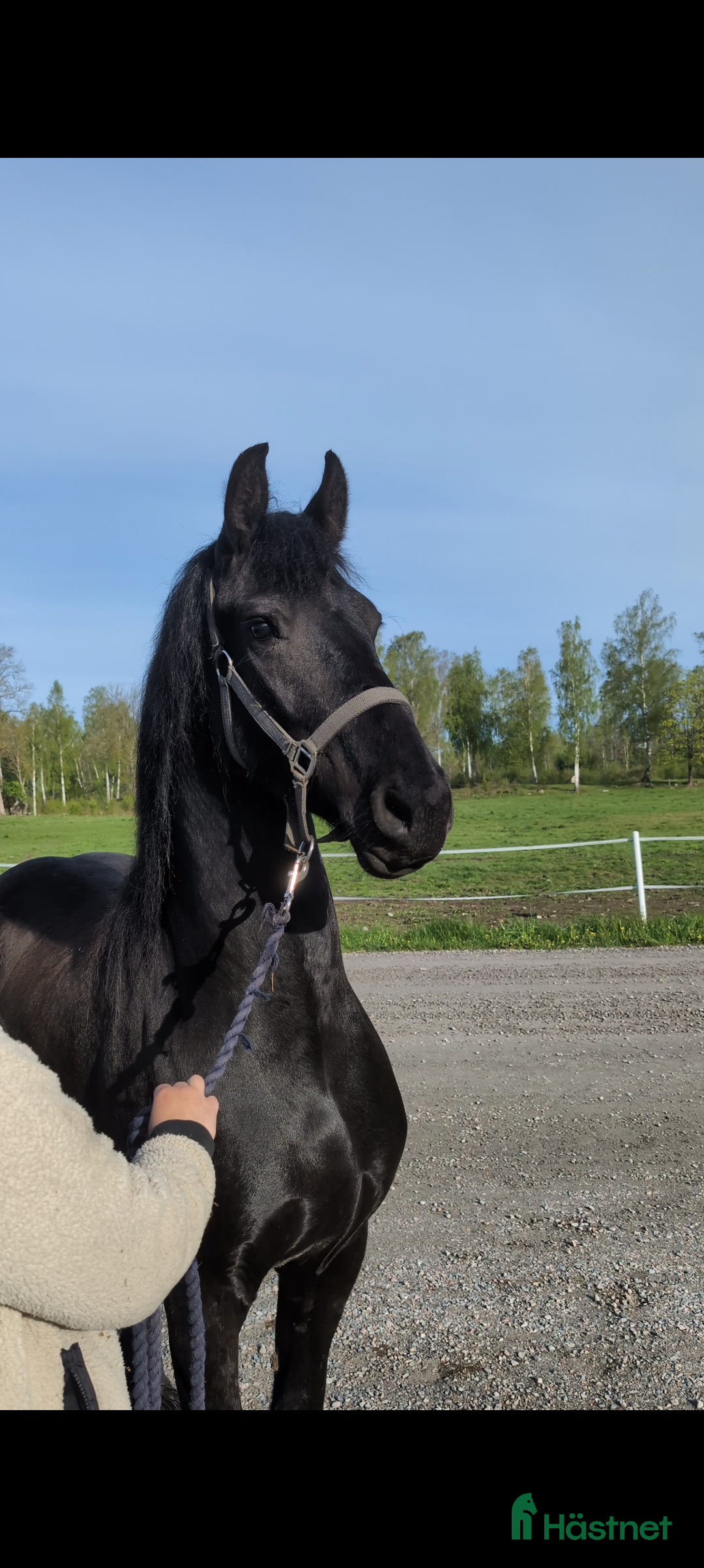 Avelshästar hästar till salu: Vackra Vienna af Aftonmora  i Frövi - Annons 3