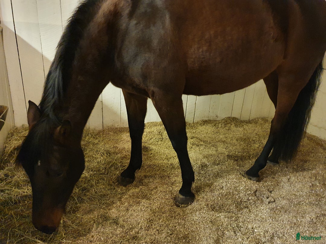  hästservice finnes: Hampaströ förs stall & Lösdrift i Vagnhärad - Annons 3