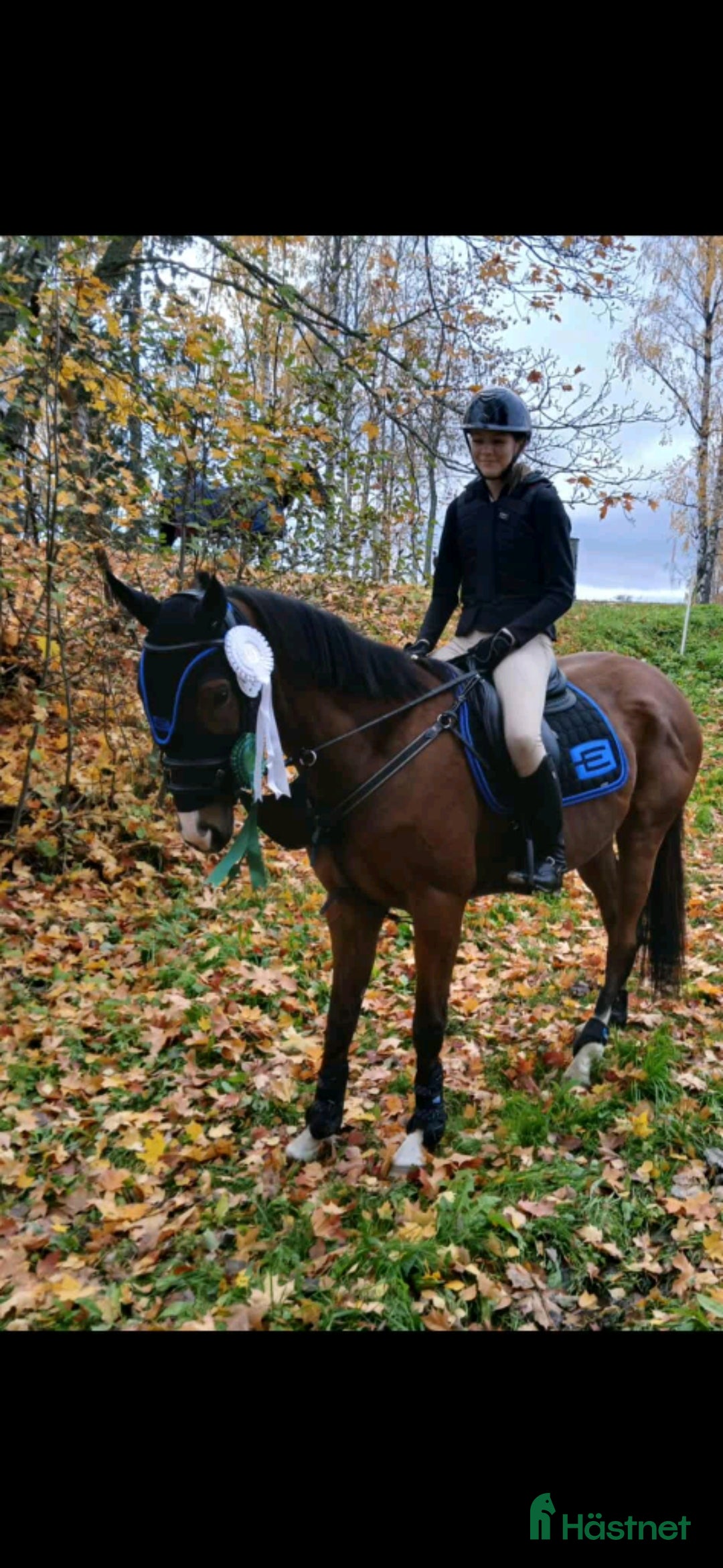 Allround hästar till salu: Skip school  i Edsele - Bild 1