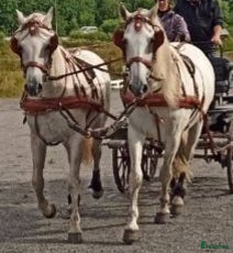 Körselar körning till salu: Par eller 4-spann selar - Annons 1