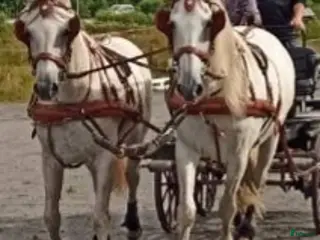 Körselar körning till salu: Par eller 4-spann selar - Annons 1