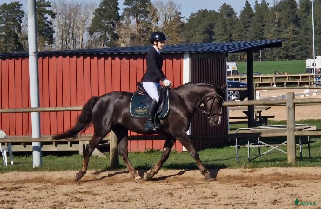 Allround hästar till salu: Elegant multi-talang i Svärtinge - Annons 10