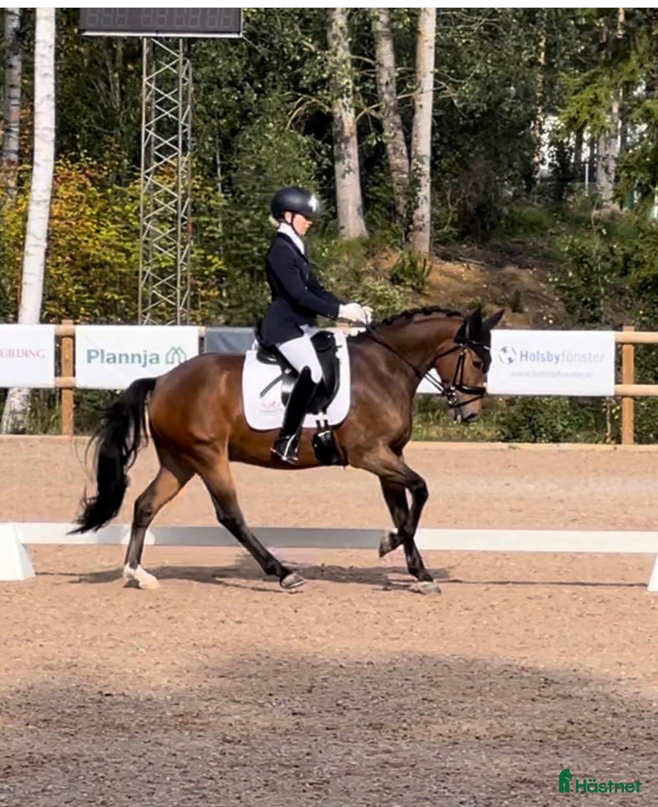  hästar Fantastisk dressyrponny - Annons 5