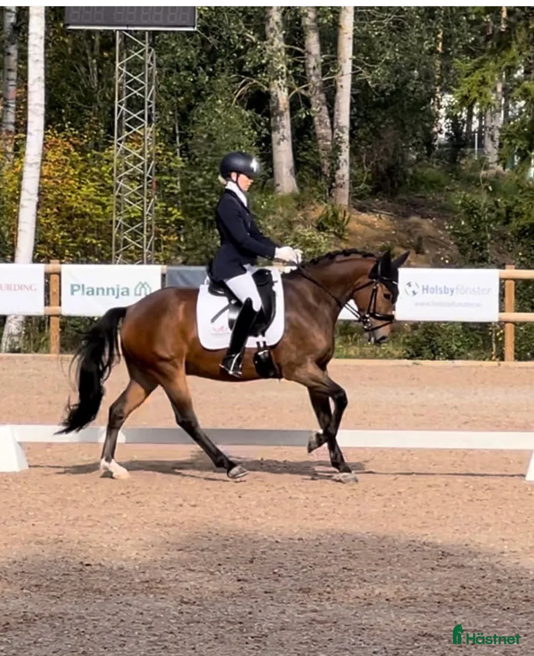 Dressyr hästar till salu: Fantastisk dressyrponny - Annons 1