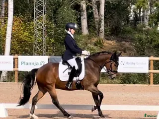 hästar Fantastisk dressyrponny - Annons 5