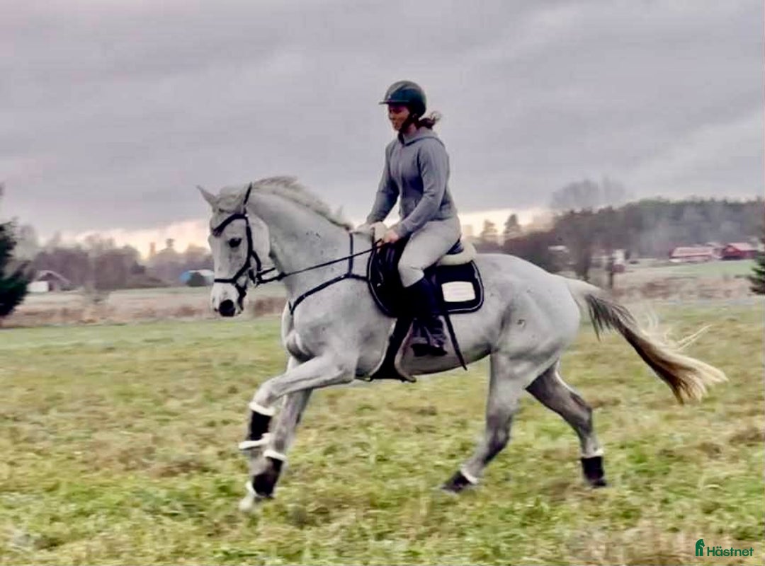 Allround hästar till salu: Mycket trevlig allround/hopphäst i Sala - Annons 4