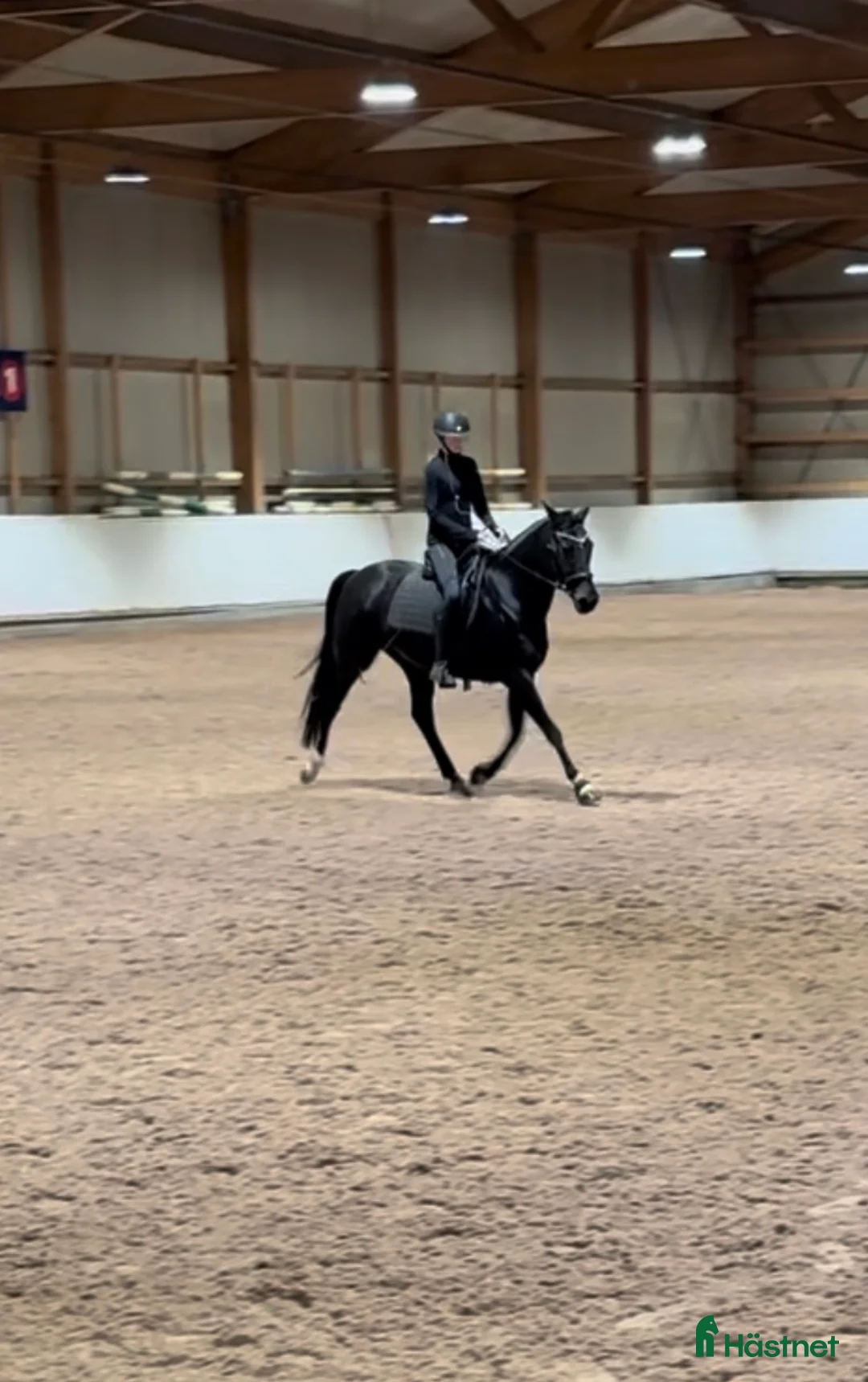 Hoppning hästar sökes: 13 års jente søker D-ponny i Hønefoss - Annons 2