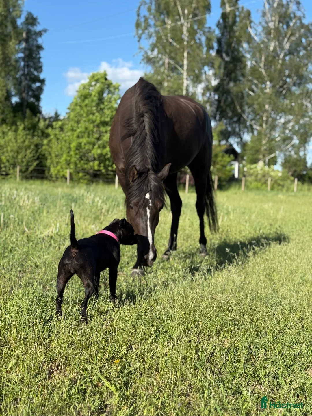 Allround hästar till salu: Världens bästa kille!  i Bräkne-Hoby - Annons 2