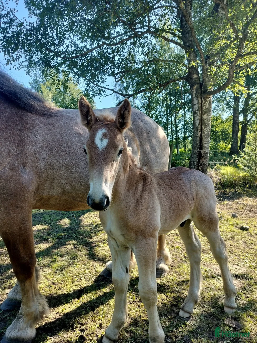 Allround hästar till salu: 🦄Underbara Major  - Annons 2