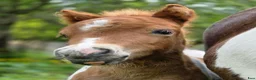 Allround hästar till salu: Shetlandsponnyer & Gotlandsruss - Annons 7