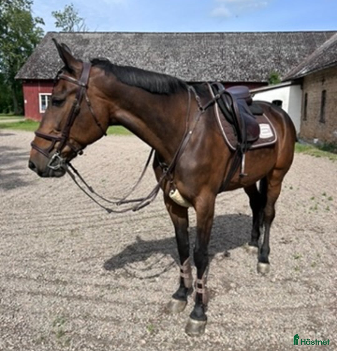  medryttarhäst finnes: Medryttare sökes till underbart sto i Allerum - Annons 9