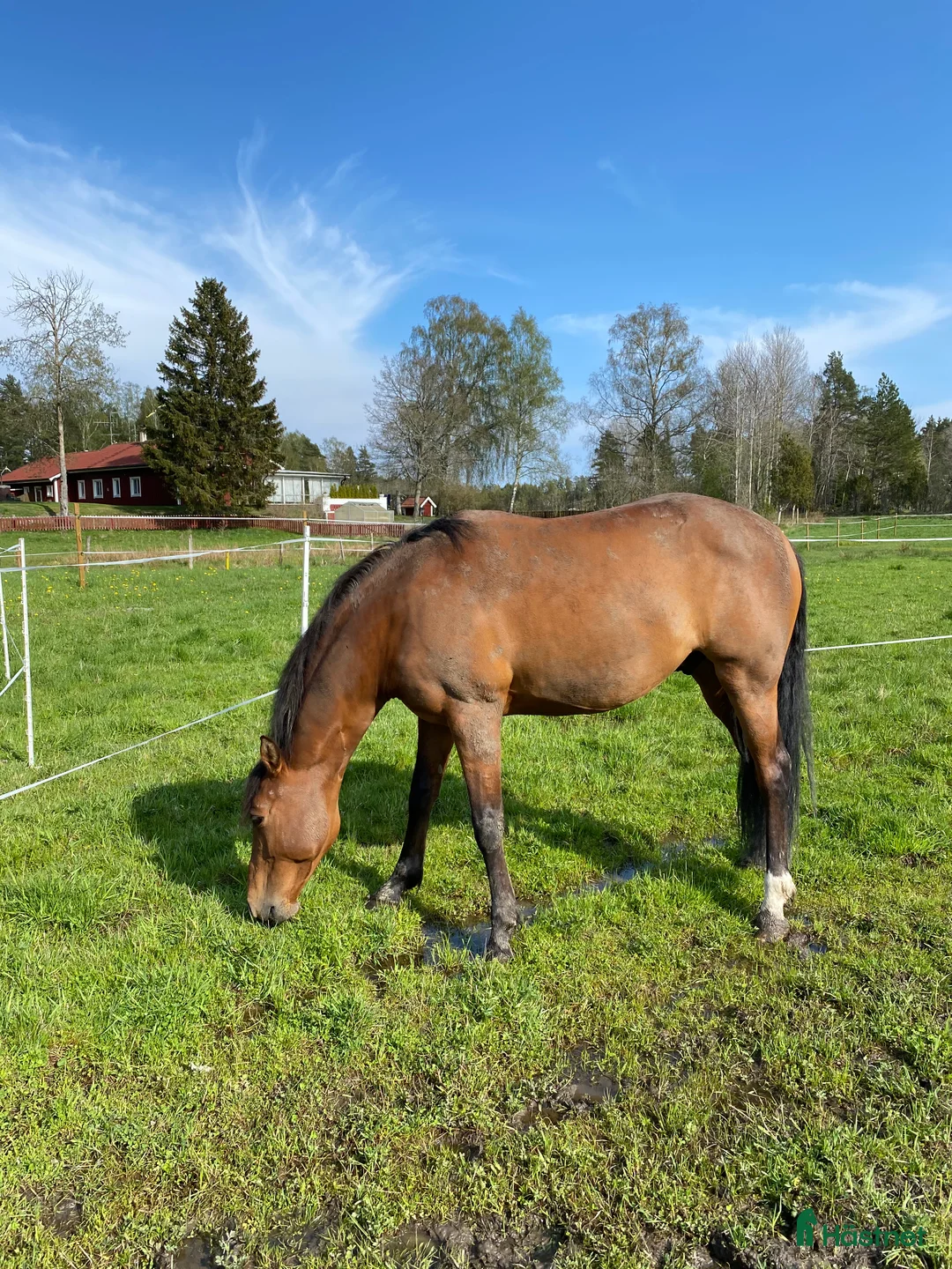Working Equitation hästar till salu: Trevlig men känslig kille  i Norrtälje - Annons 2