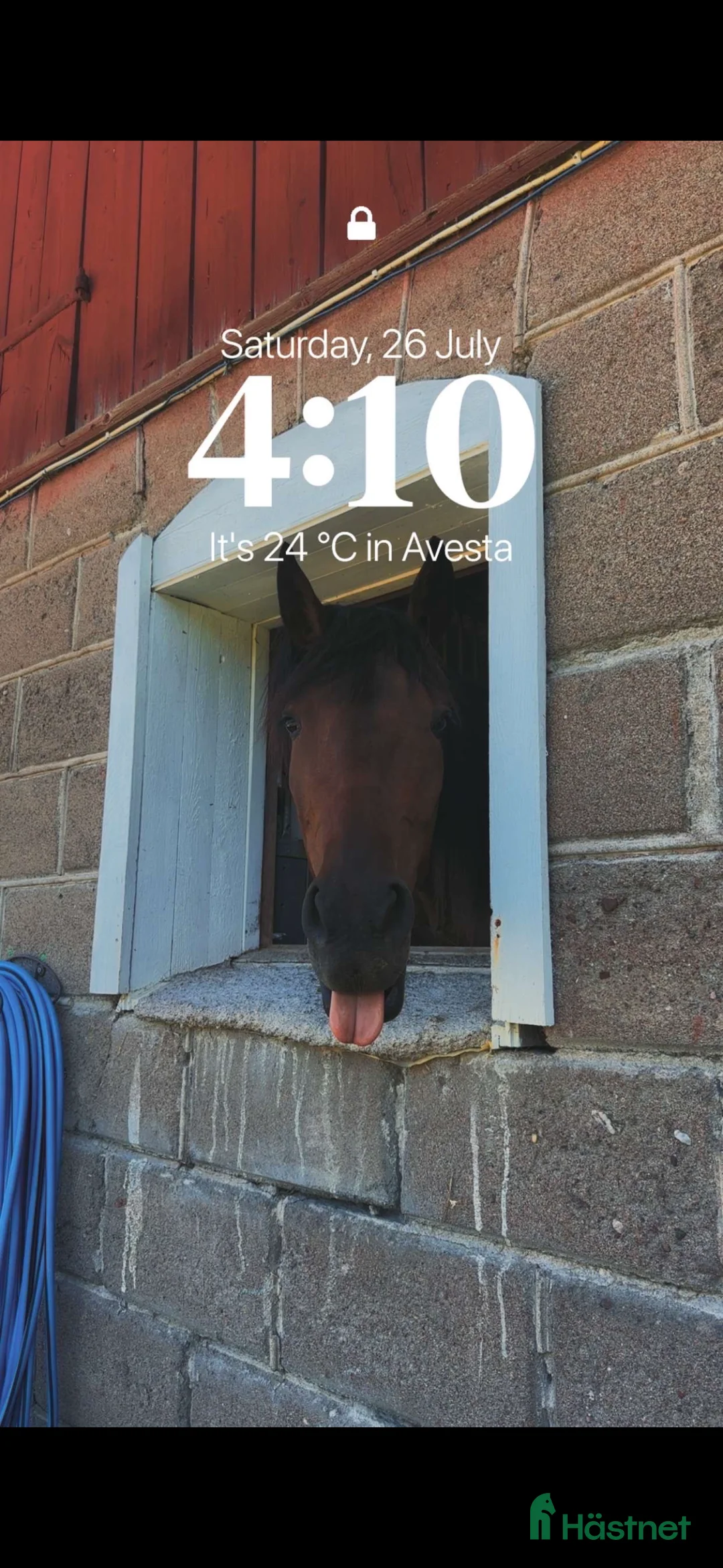 Sällskap hästar till salu: Charmig Gosegris i Avesta - Annons 2