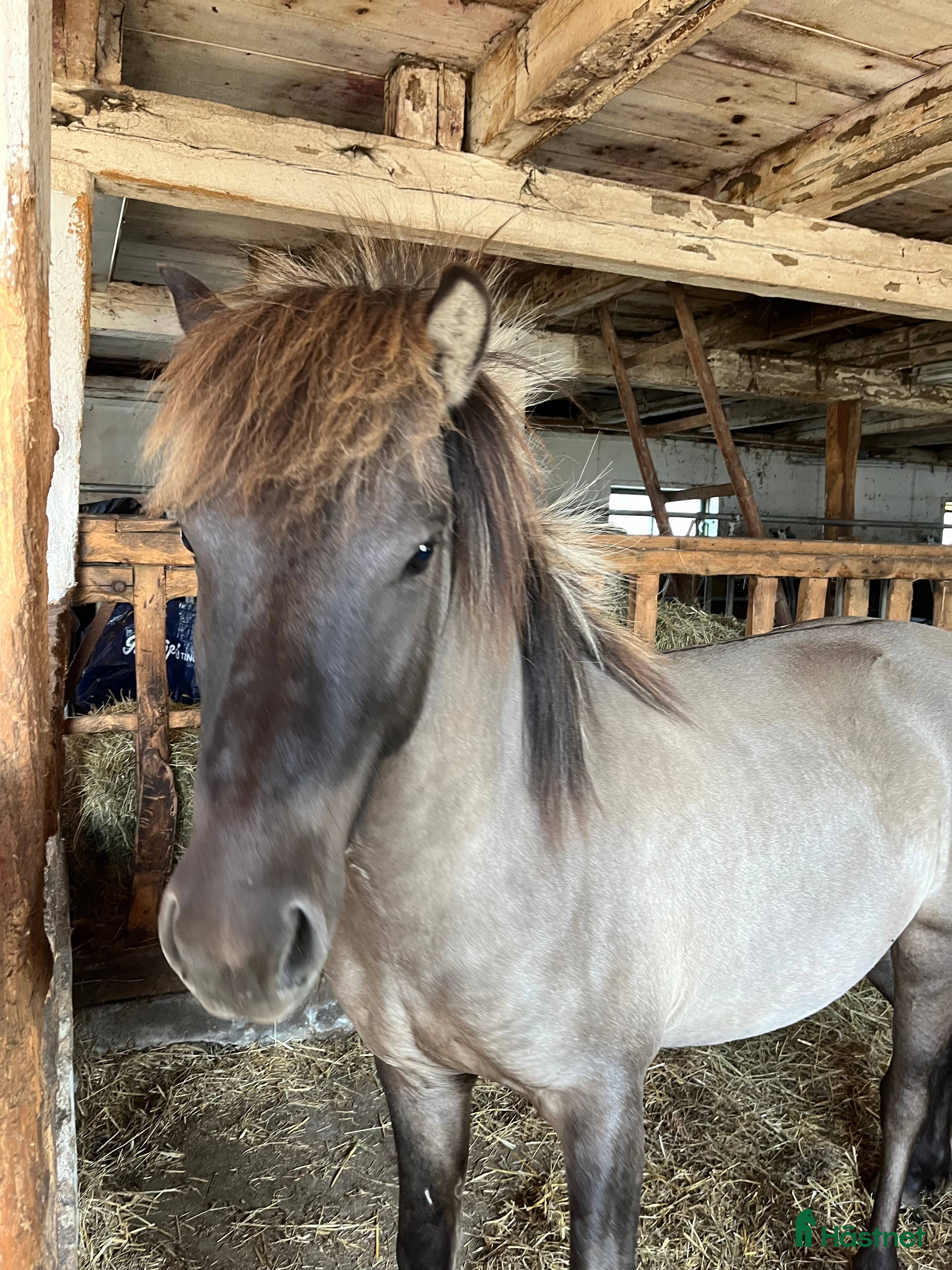  hästar Valack efter Ísar  fra Keldudal) - Annons 5