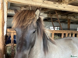 hästar Valack efter Ísar fra Keldudal) - Annons 5