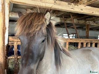 hästar Valack efter Ísar fra Keldudal) - Annons 12