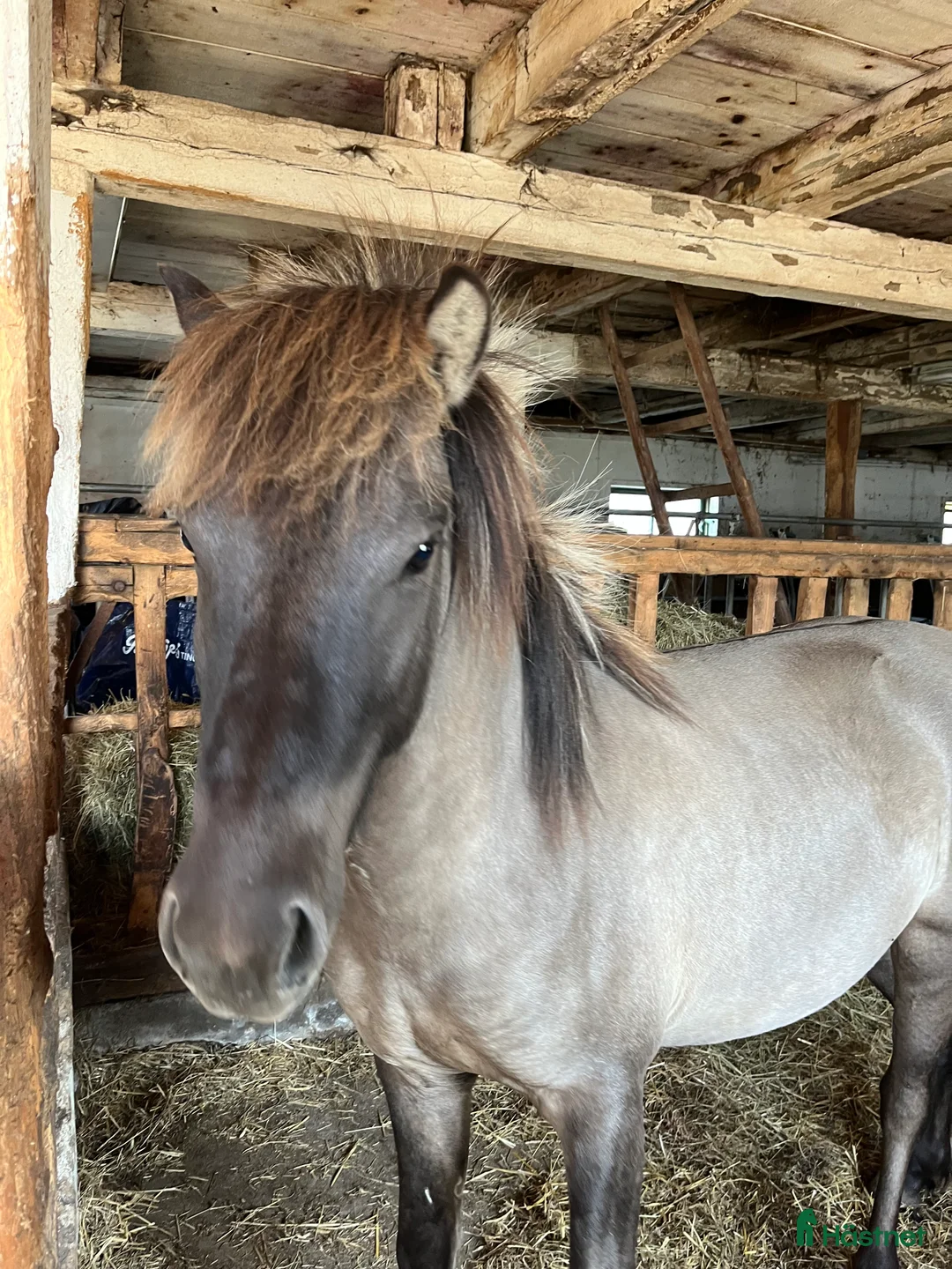 Island hästar till salu: Valack efter Ísar  fra Keldudal) - Annons 1