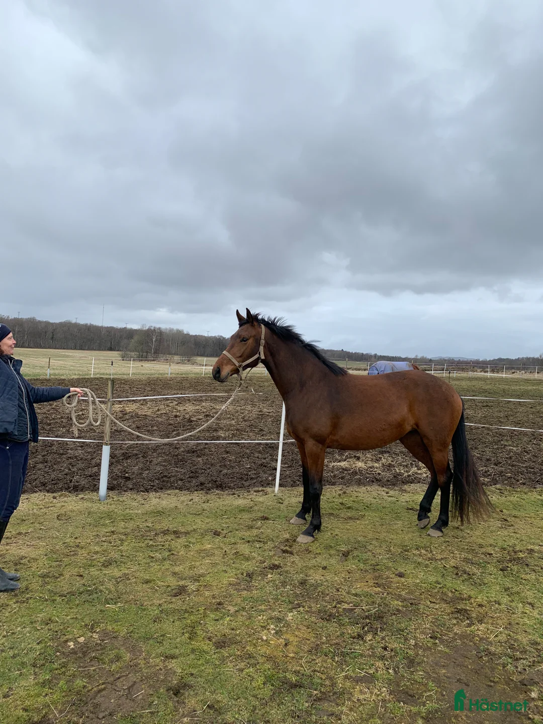 Dressyr hästar till salu: Trevlig sto i Tvååker - Annons 2