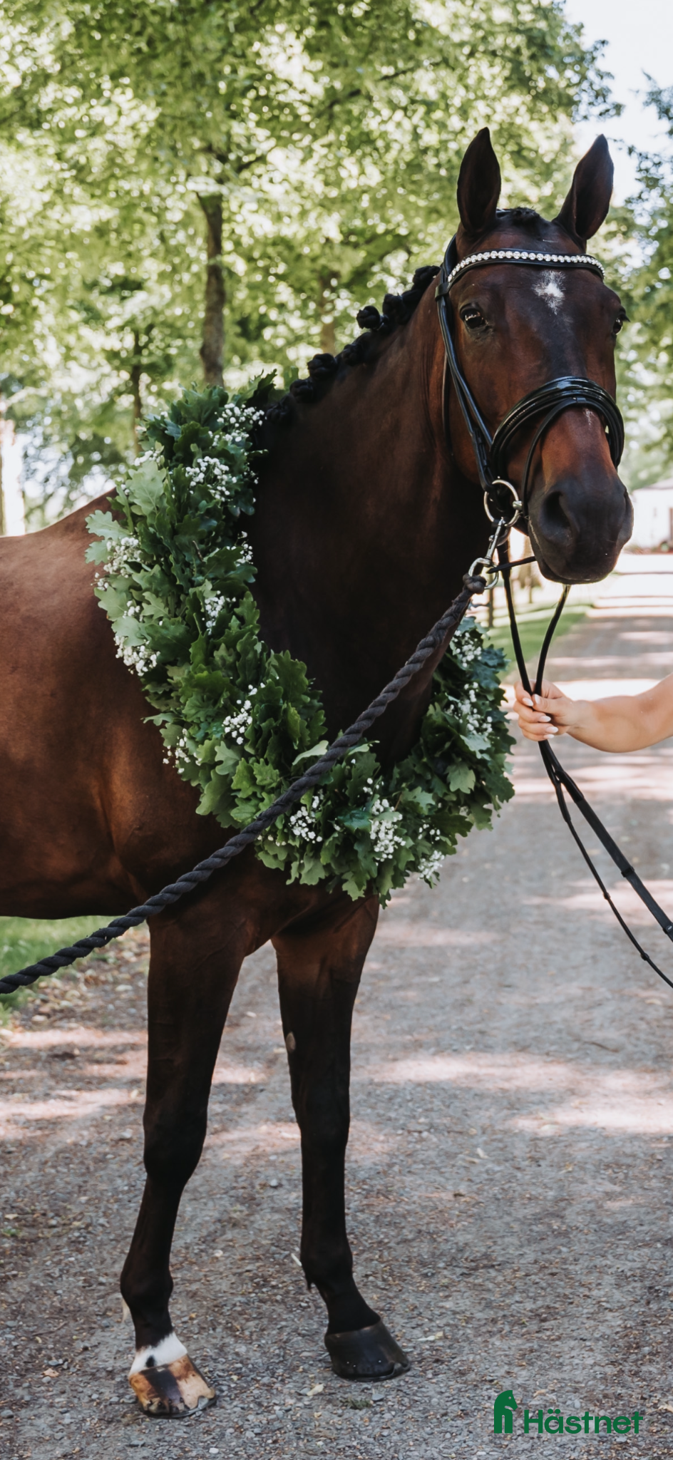  hästar Läromästare till salu! ⭐️ - Annons 5
