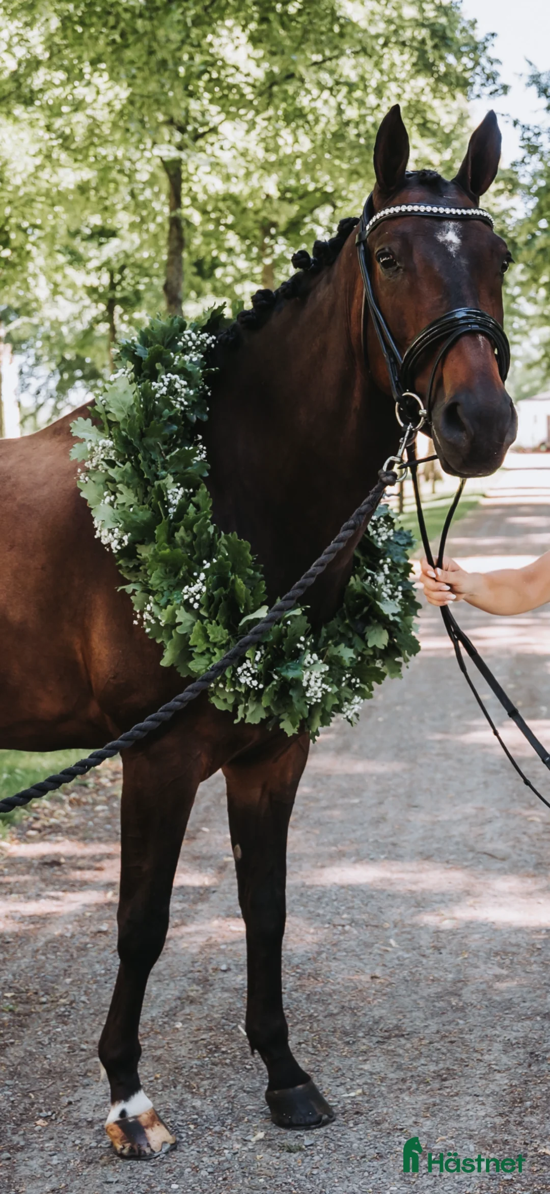 Hoppning hästar till salu: Läromästare till salu! ⭐️ - Annons 1