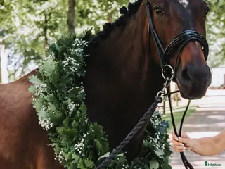 hästar Läromästare till salu! ⭐️ - Annons 5