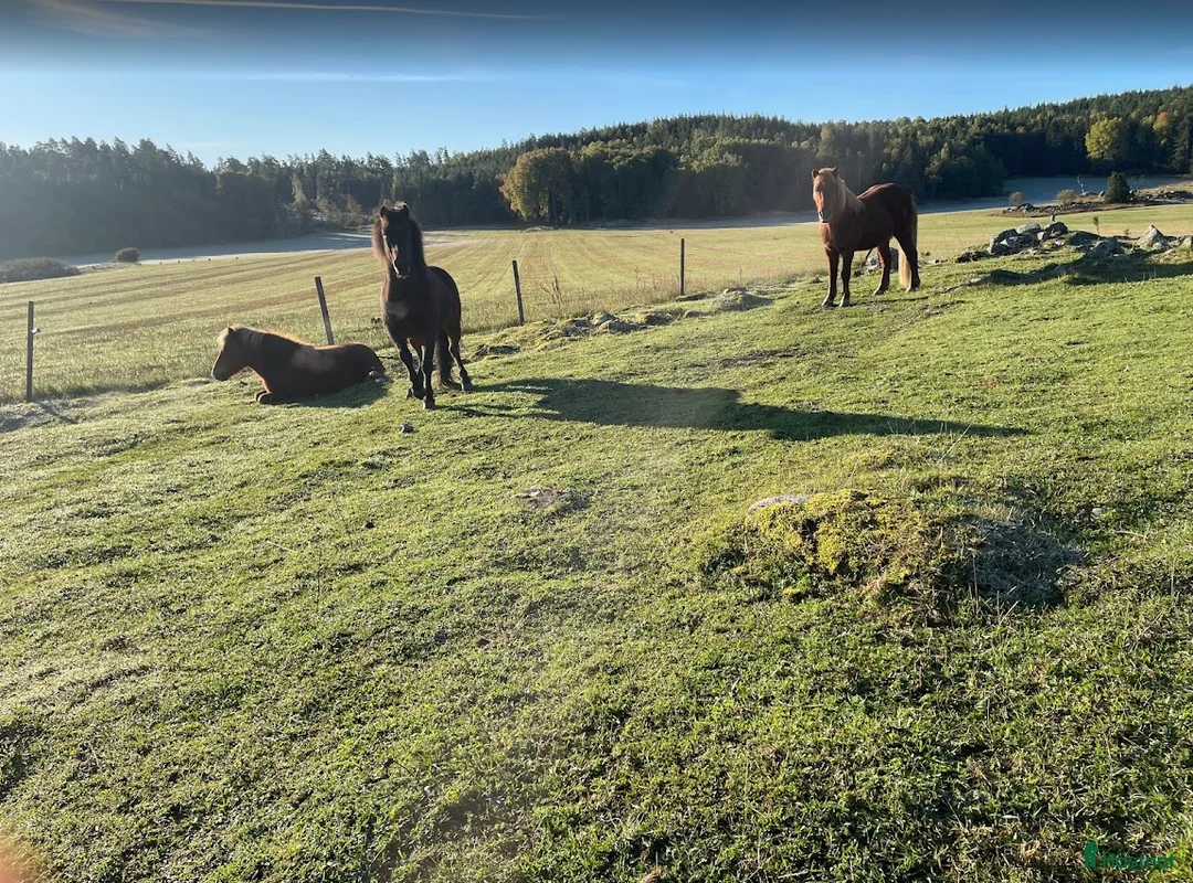  stallplats finnes: Plats ledig i vår islandshästflock på Bogesund i Åkersberga - Annons 2