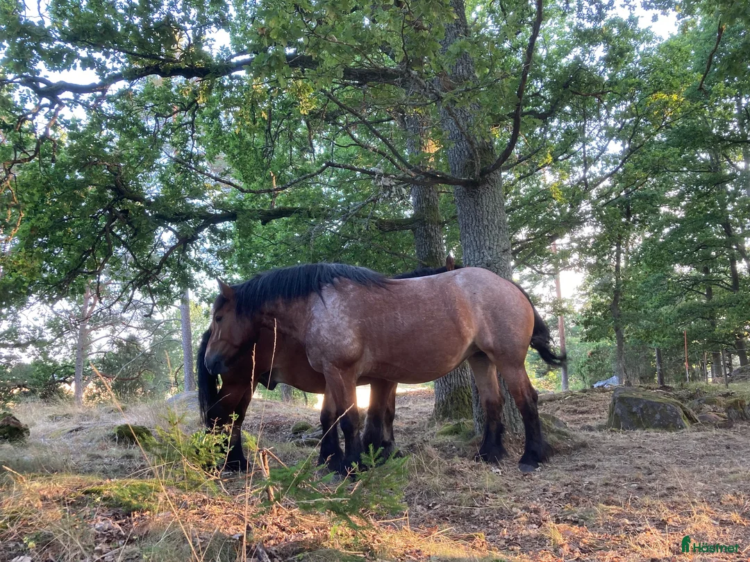 Körvagnar körning till salu: Hästvagn/ bultvagn i Björnlunda - Annons 2