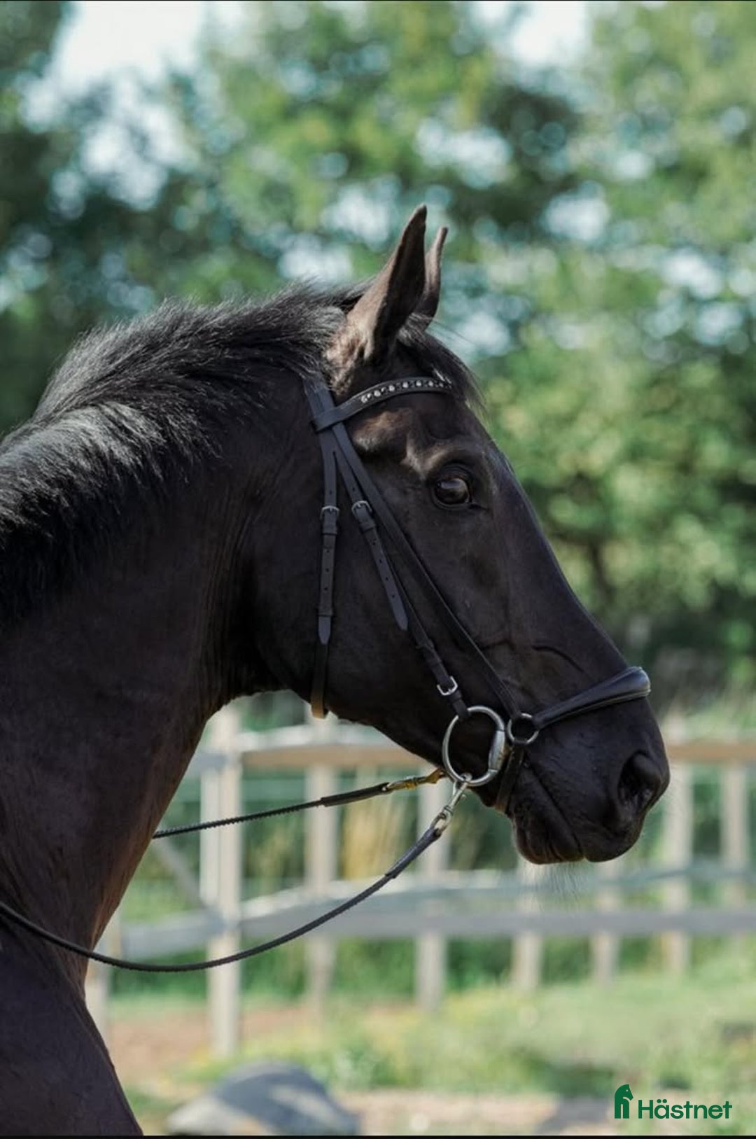 Dressyr hästar till salu: Lærevillig og smart  - Annons 1