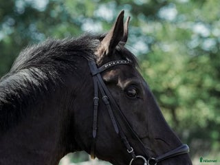 hästar Lærevillig og smart - Annons 12