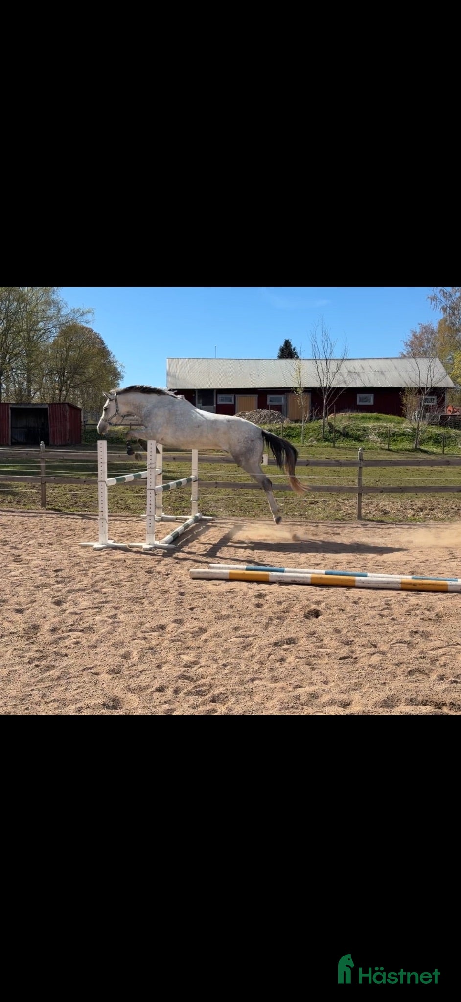  hästar Lovande hopptalang med spännande framtid - Annons 6