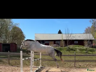hästar Lovande hopptalang med spännande framtid - Annons 5