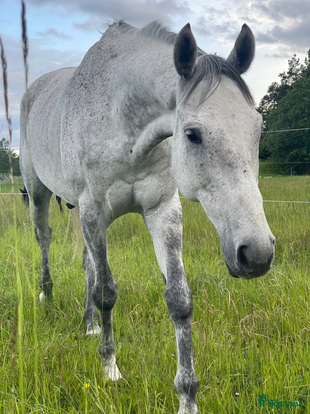 Allround hästar till salu: En hjärtehäst söker sin människa ✨ i Enköping - Annons 1