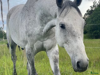 hästar En hjärtehäst söker sin människa ✨ i Enköping - Annons 1