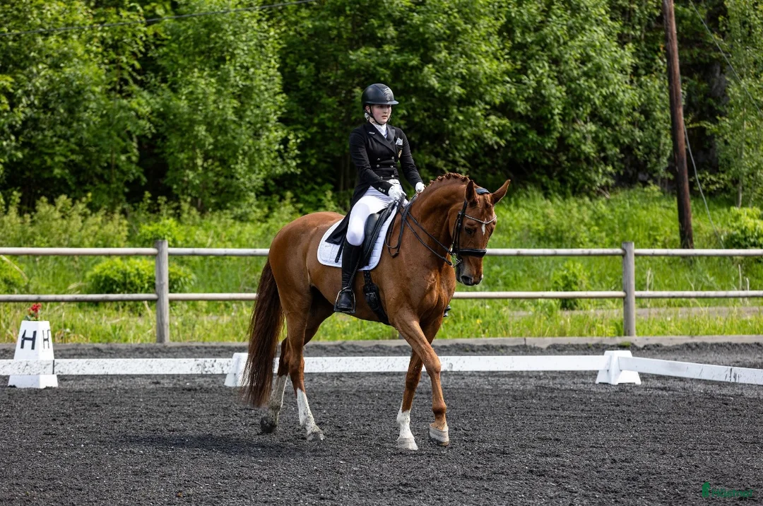 Dressyr hästar till salu: Flott dressurhest selges  - Annons 3