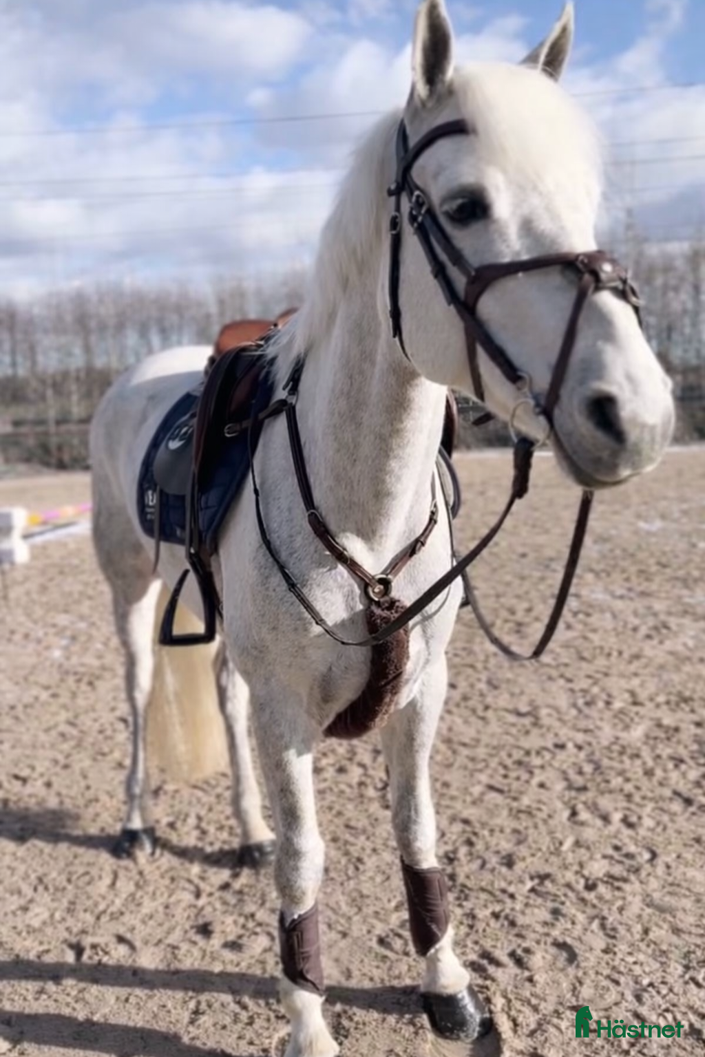  medryttarhäst finnes: Medryttare sökes till maxad D-ponny i Varberg - Annons 2